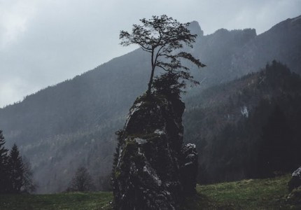 �ɾ����ʵĶ���ID