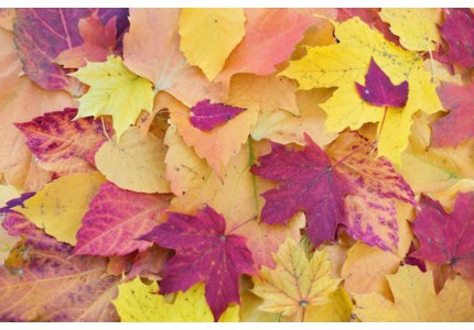 2026�ÿ�С���ǳ�